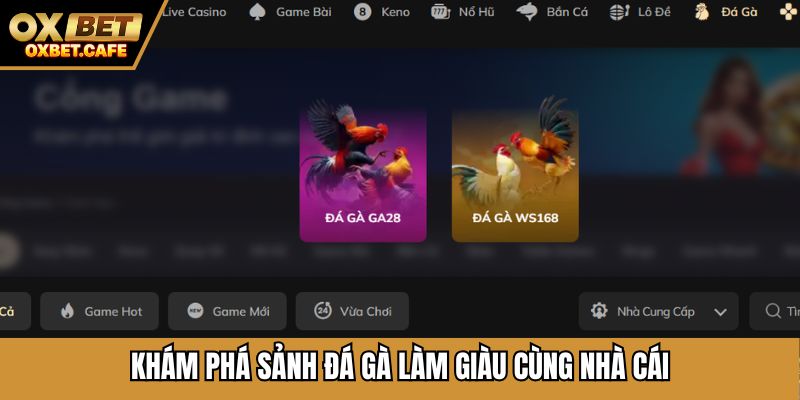 Khám phá sảnh đá gà làm giàu cùng nhà cái